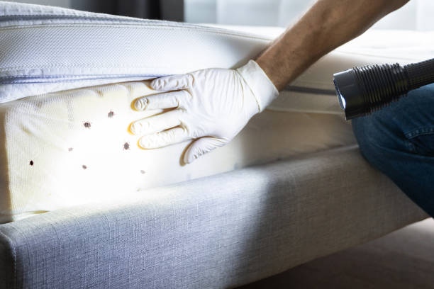 Best Wasp Removal Services  in Gibsonburg, OH