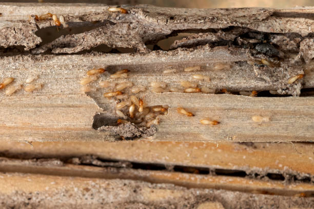 Reliable Gibsonburg, OH Pest Control Solutions